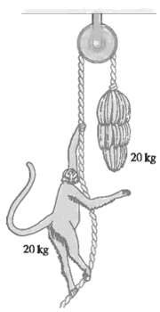 [Solved] The Monkey and Bananas Problem A 20-kg mo | SolutionInn