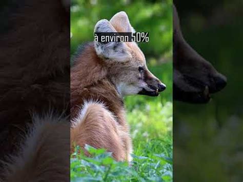 Mais QUEL EST CET ANIMAL ?? 👉 @Virgule Animale - YouTube