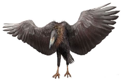 Art illustration - Prehistoric Birds - Argentavis magnificens ...