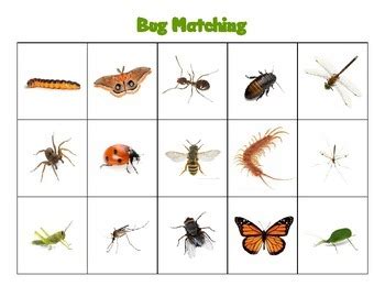 Bug Matching by Katie Fontaine | Teachers Pay Teachers