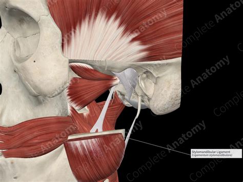 Stylomandibular Ligament | Complete Anatomy