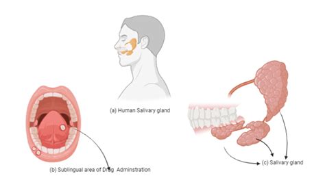 Sublingual route for drugs. | Download Scientific Diagram