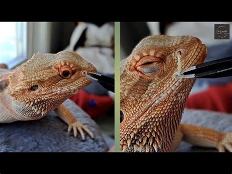 bearded dragon nose shed removal| Compilation videos| Fun Unlimited ...
