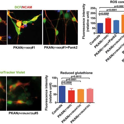 PKAN human neurons show altered oxidative status. A Representative ...