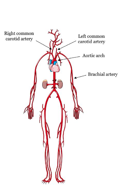 6 – Overview of the systemic arterial system. The most relevant ...