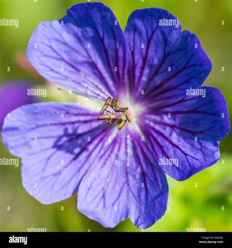 Hardy geranium macro hi-res stock photography and images - Alamy