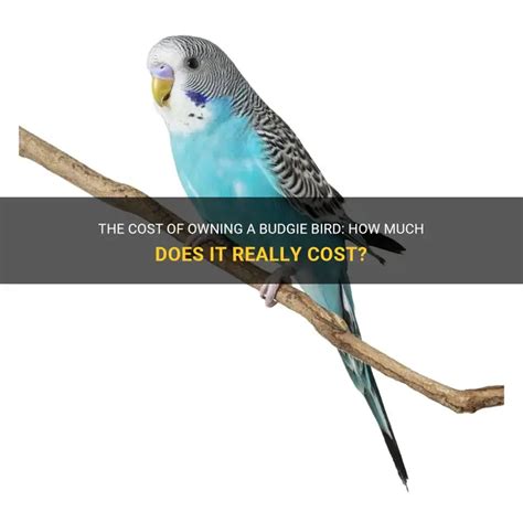 The Cost Of Owning A Budgie Bird: How Much Does It Really Cost? | PetShun