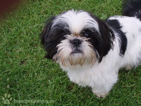 Chien Shih Tzu Noir Et Blanc - Chien Nouvelles