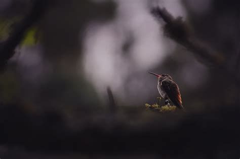 Humming Bird Sitting Down Wallpaper,HD Birds Wallpapers,4k Wallpapers ...