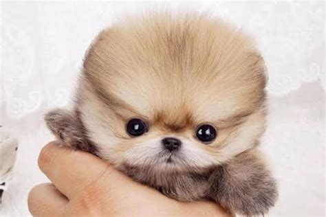 Best Cute Dogs at Cindy Lakin blog