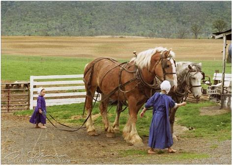 Amish Cottage | Amish farm, Amish culture, Horses