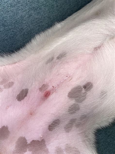 I noticed this weird bump on my dogs stomach she’s about three months ...