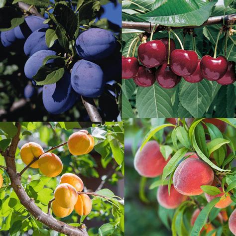 4 Way Fruit Cocktail Surprise, Combination Tree - Pretty Edible Plants