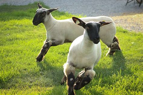 Sheep Run Lambs - Free photo on Pixabay - Pixabay