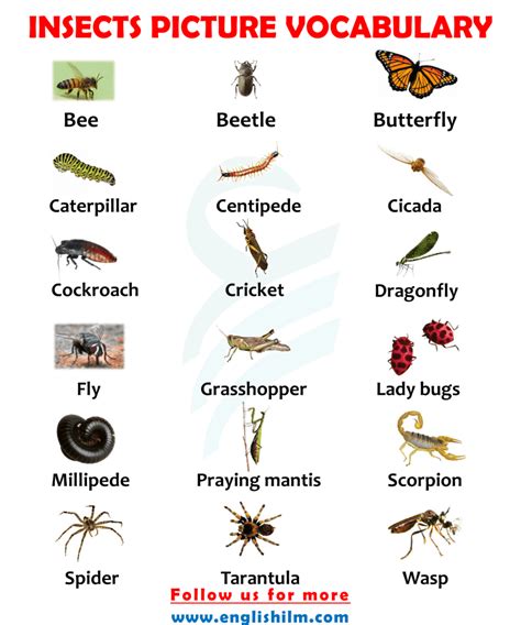 Insects Name List in English with Images | Picture Vocabulary