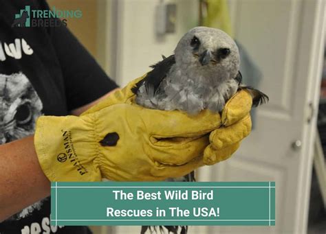 Best Wild Bird Rescues in The USA-template | Trending Breeds