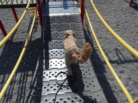 Dog Parkour Happy Dawgs Obedience Training