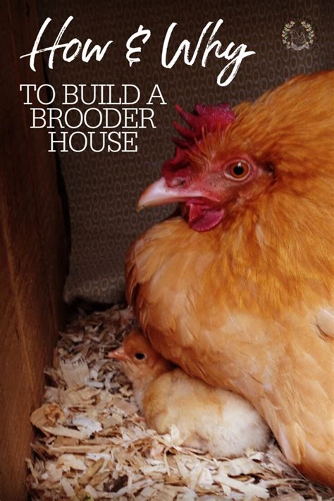 How To Build A Brooder House, And Why You Need One - A Chick And Her Garden