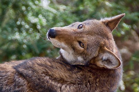 Time Running Out to Save Wild Red Wolves as National Academies of ...