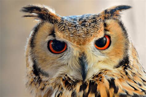 It's all in the eyes... by cricketumpire | Owl, Owl pet, Jigsaw puzzles