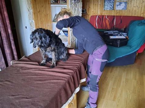 Camille Siméon - Masseur / Ostéopathe pour chien à Cintegabelle