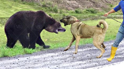 Kangal is Strong Enough to Kill a Bear!