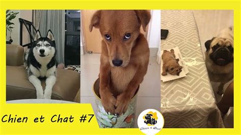 MOMENTS DRÔLES ET MIGNONS ANIMAUX COMPILATION - Chien et Chat #7