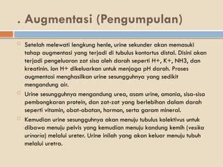 GINJAL ORGAN TUBUH MANUSIA SEBAGAI MEDIA | PPT