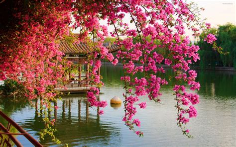 Chinese Flower Wallpapers - Top Free Chinese Flower Backgrounds ...