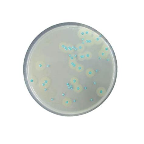 COMPASS® Listeria Selective Supplement | Bioser