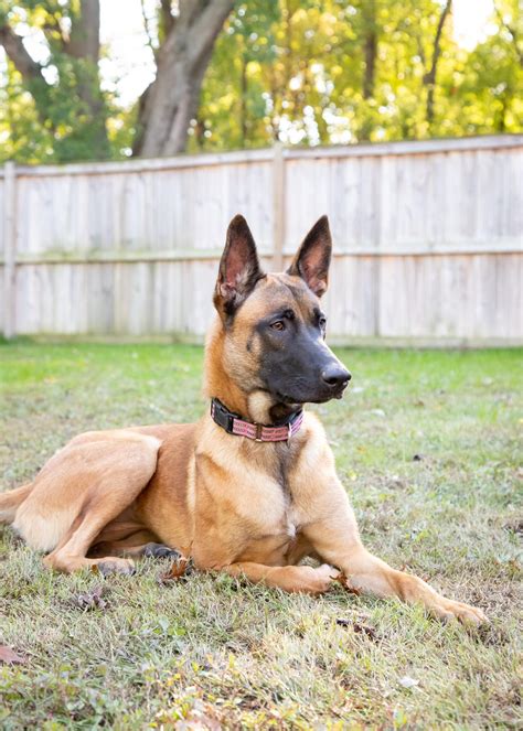 Dog for Adoption - Charlie - MD, a Belgian Shepherd Malinois in Colby ...