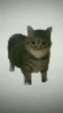 Maxwell Cat Spinning GIF - Maxwell Cat Spinning - Discover & Share GIFs