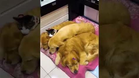 Vidéos d'animaux drôles 2022─ Vidéos de chats et de chiens les plus ...