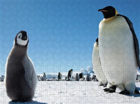 Emperor Penguin Chick Close Up Jigsaw Puzzle by A Gandola - Photos.com