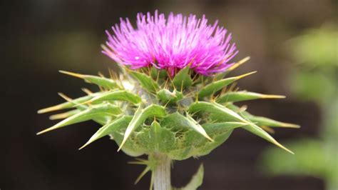 Distel – die Regulierende | Ellviva.de