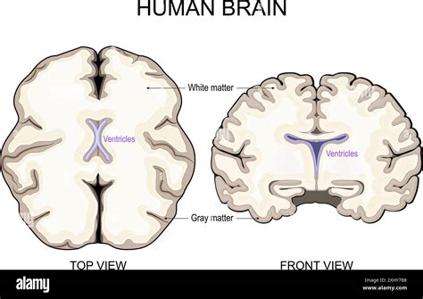 Brain anatomy. White Matter and Gray Matter. Cerebral Cortex and Brain ...