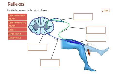 Reflexes Identify the components of a typical reflex arc 5 pts Cell ...