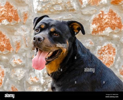 Rottweiler Head Banque d'image et photos - Alamy