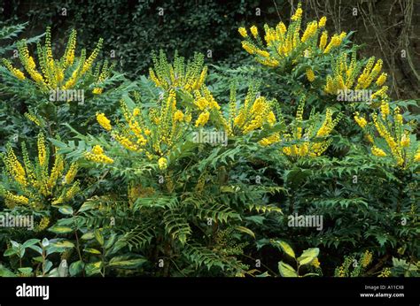 Mahonia x media 'Winter Sun' mahonias Stock Photo - Alamy