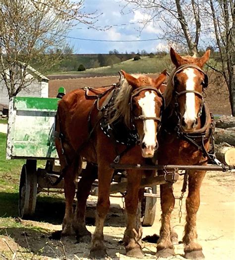 Amish horses | Horses, Amish, Minnesota