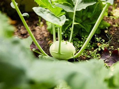 Planter et entretenir les choux-raves