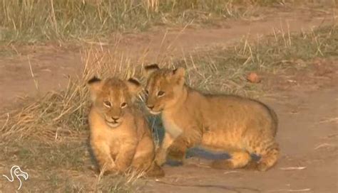 WATCH: Baby Lions, Wild And Free - The Dodo