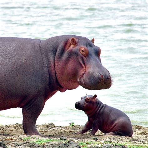 1,600+ Hippo Baby Stock Photos, Pictures & Royalty-Free Images - iStock