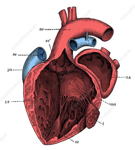 Left Side of the Heart - Stock Image - C009/3250 - Science Photo Library