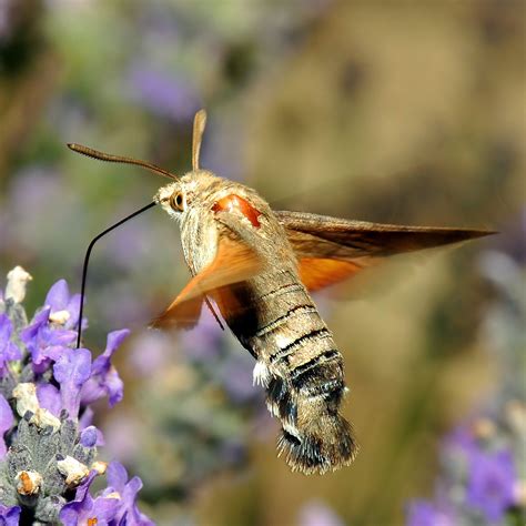 Hummingbird Hawk-moth | JuzaPhoto
