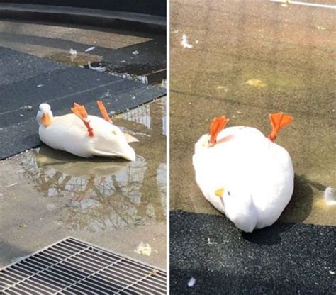 Funny Ducks (35 pics)