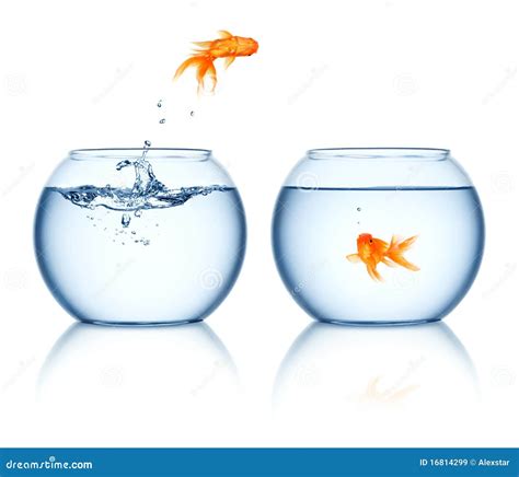 A Goldfish Jumping Out Of The Fishbowl Royalty Free Stock Images ...