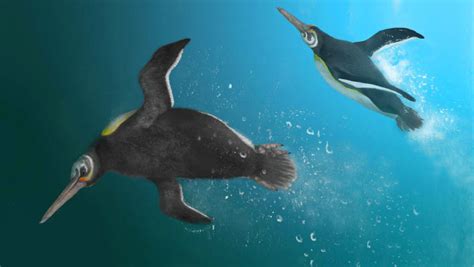 New Species of Paleocene Penguin Bridges Gap in Penguin Family Tree ...