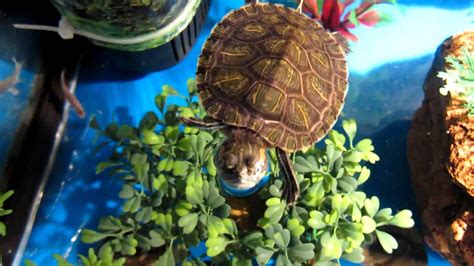 Baby turtle making random sound