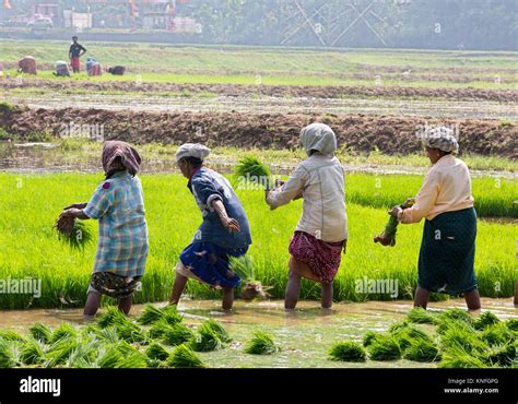 women workers working on the rice paddy fields in kerala,south india ...